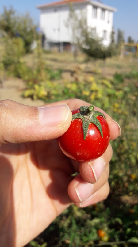A priceless tomato